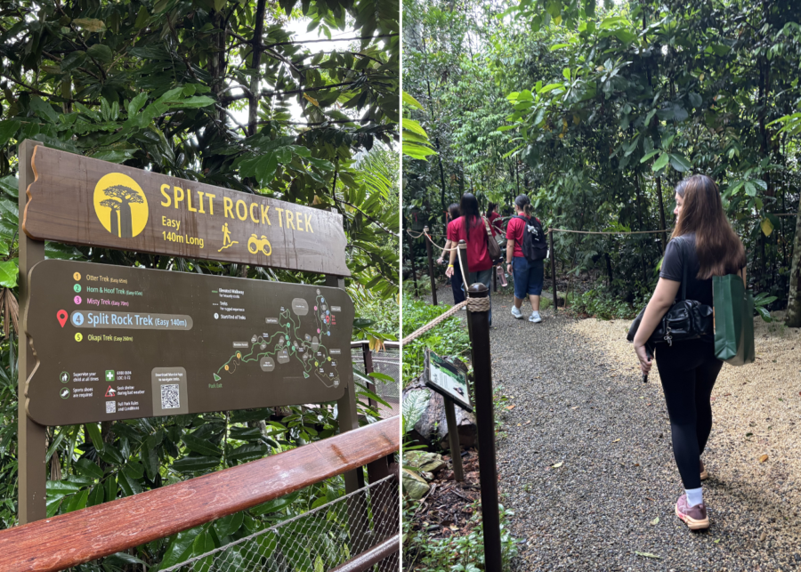 rainforest wild adventure east mandai wildlife reserve singapore (2)