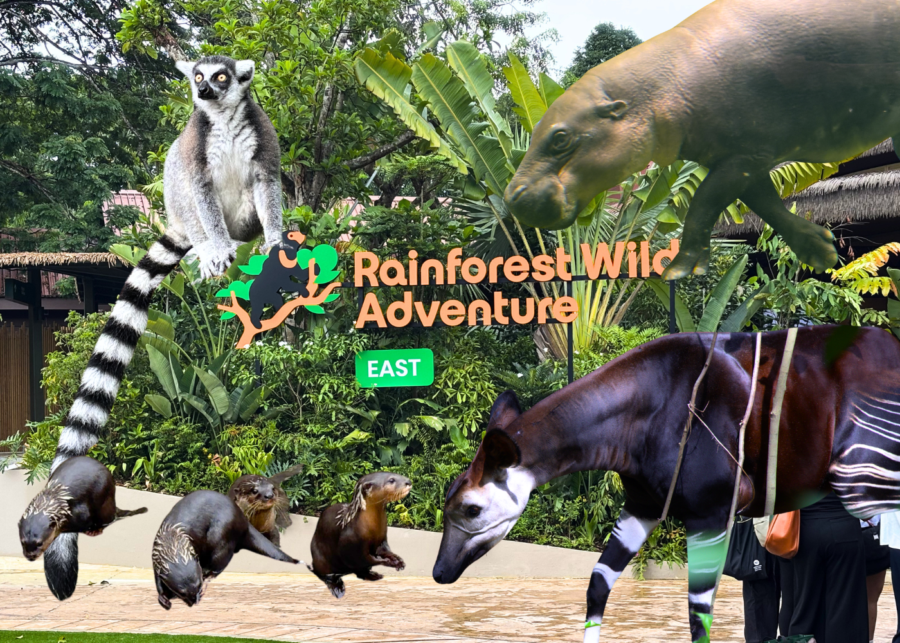 Rainforest Wild Adventure East: We explored Mandai Wildlife Reserve’s newest zone
