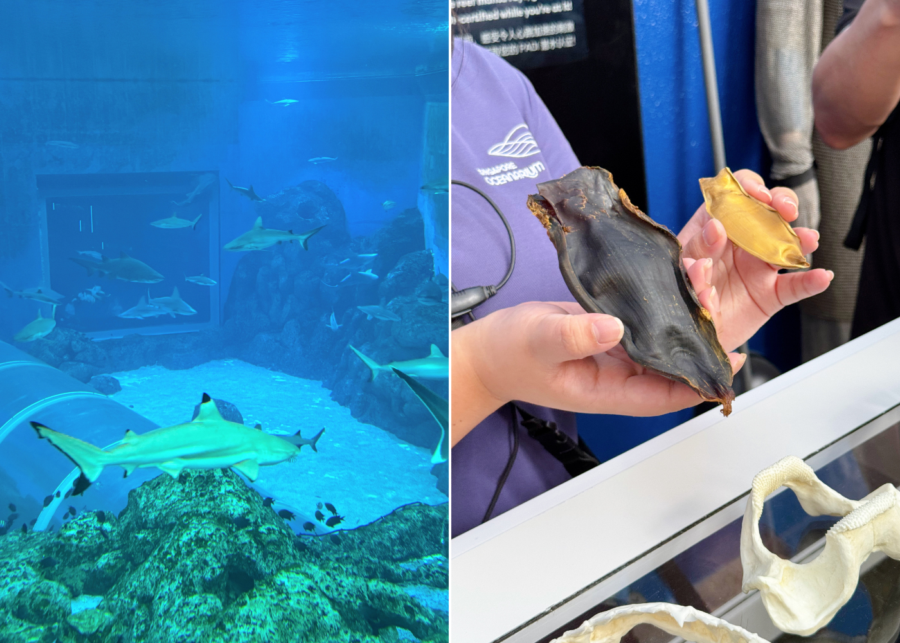 whats happening in singapore oceanarium sharks programme