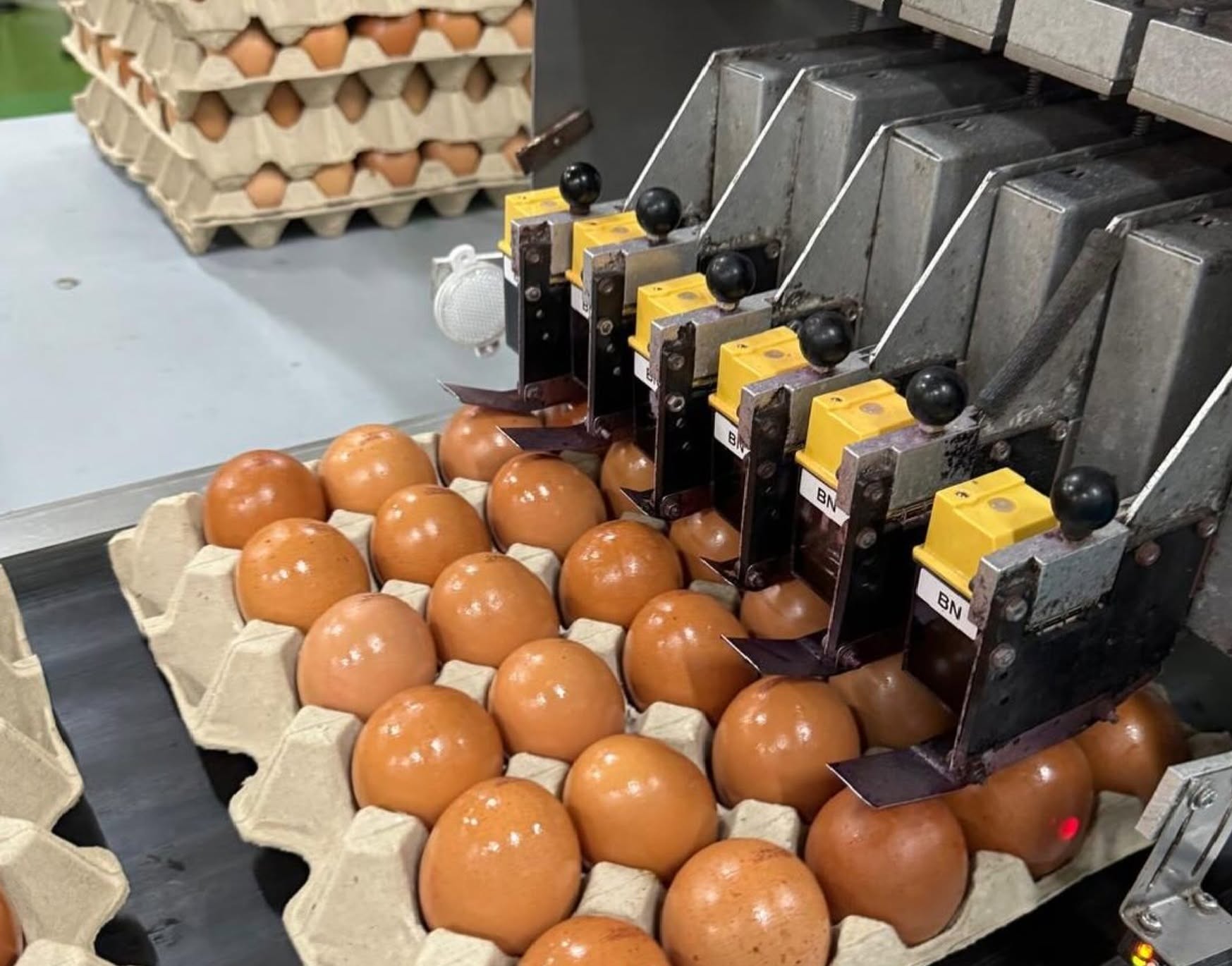 N&N Eggs