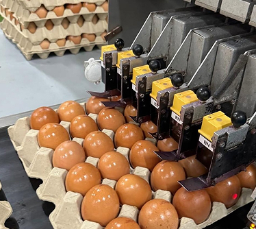 N&N Eggs
