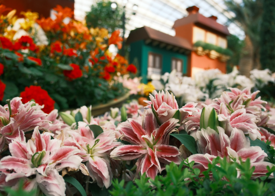lilytopia gardens by the bay flower dome - things to do in singapore this weekend
