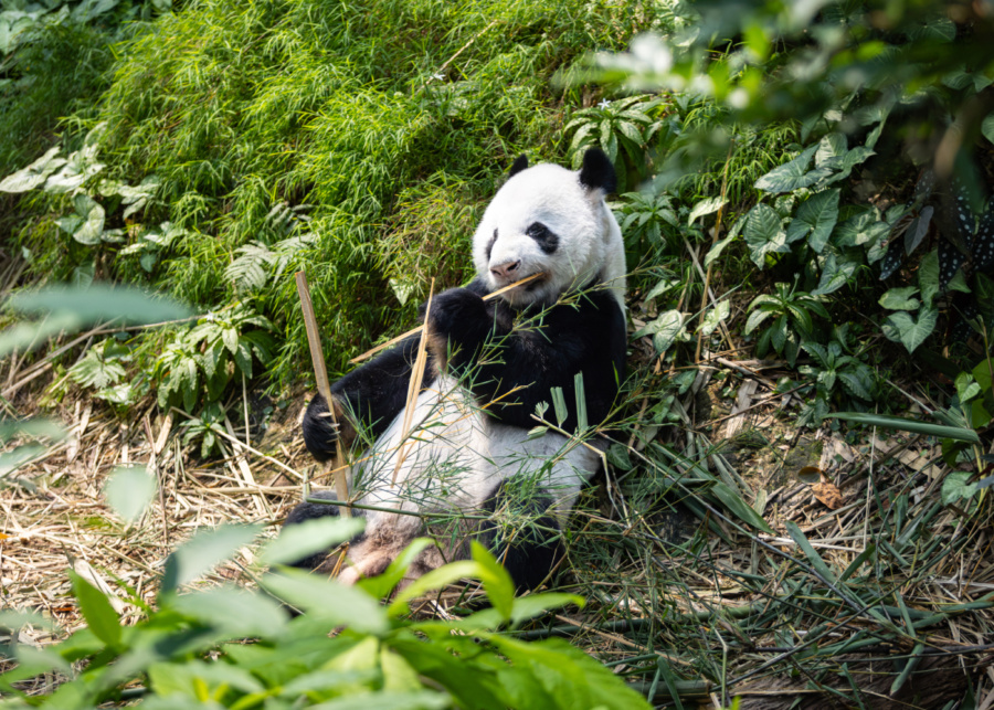 Kai Kai at River Wonders | What's happening in Singapore