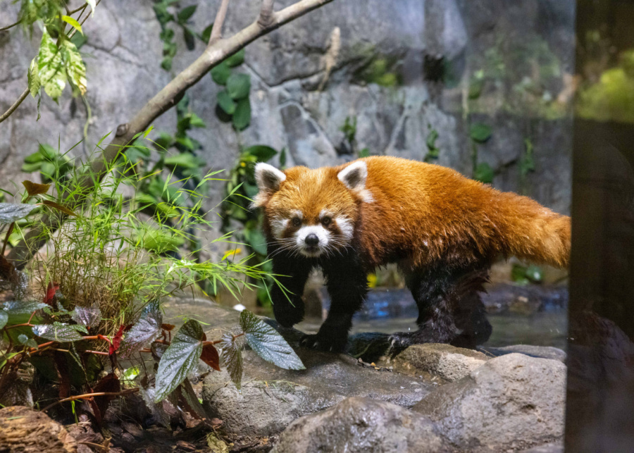 Yaffa el panda rojo | ¿Qué está pasando en Singapur?