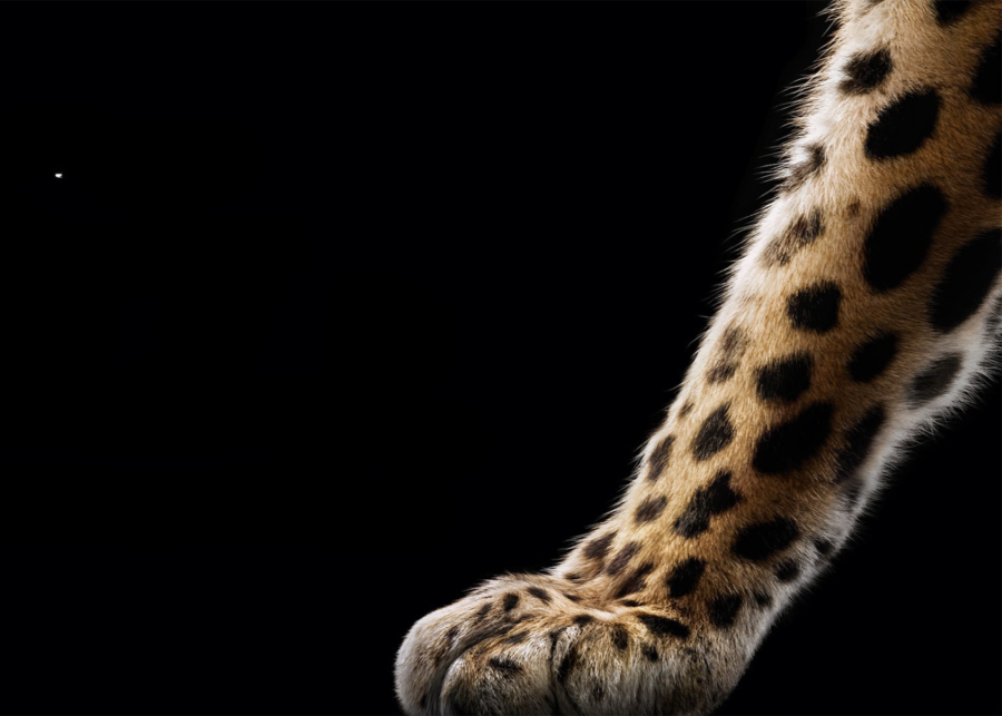 into the wild cartier - things to do in singapore this weekend