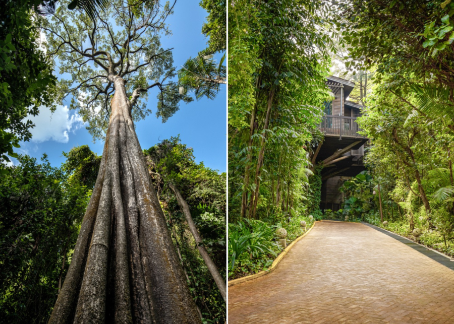 Coastal Forest's heritage tree and tree house | Resorts World Sentosa