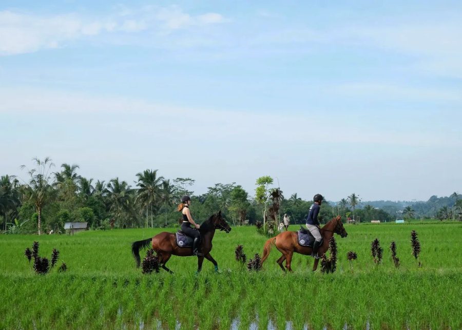 Ubud Horse Stables - riding through rice fields in Bali