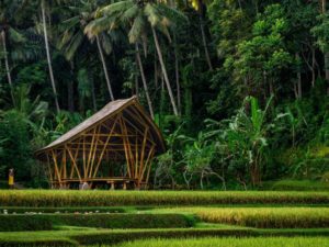 Wow wellness and new AntiGravity Yoga in Ubud: Four Seasons Sayan, Ubud