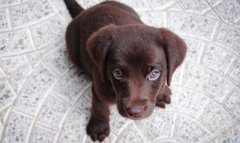 kong dog toys website