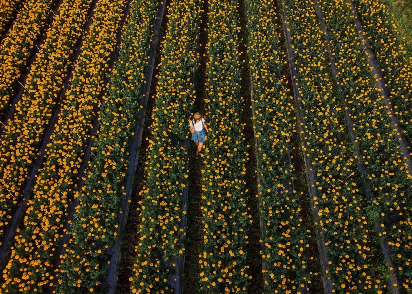 Besakih's fields of marigolds in Bali - one of the most beautiful places in Bali, Indonesia