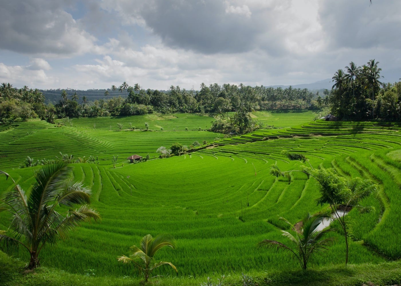 Day trip to Ubud's lush rice paddies