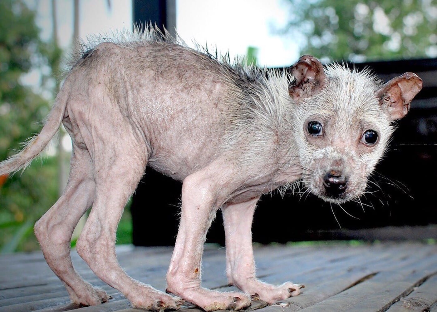 Rescue dog from Mission Pawsible - one of the animal charities in Bali