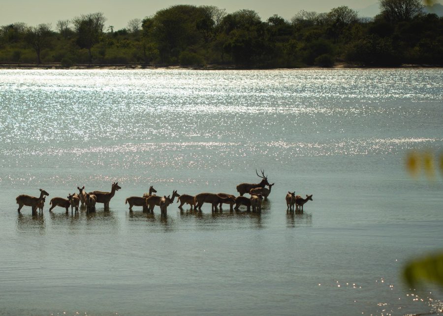 Resident deer at West Bali National Park and Menjangan island