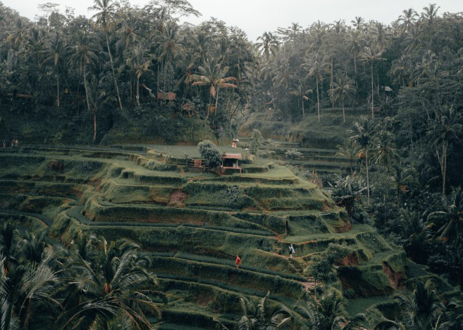 Tegallalang Rice Terrace - hiking in Bali Ubud Indonesia