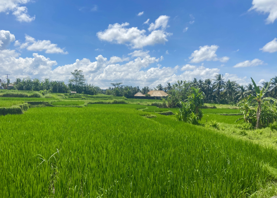 New Year's Resolution: Nature walks through rice fields in Bali Indonesia