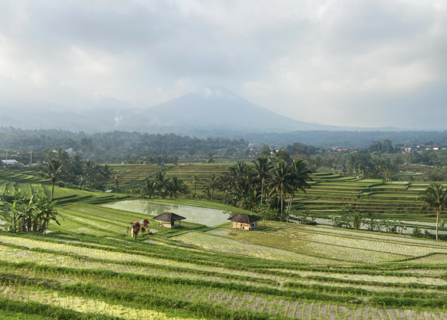 UNESCO-protected Jatiluwih rice terrace at sunset in Tabanan, West Bali.