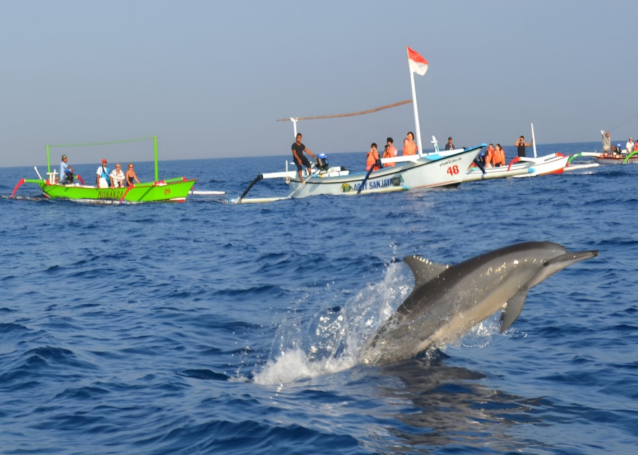 Wild dolphin watching tour in the morning at Lovina, North Bali