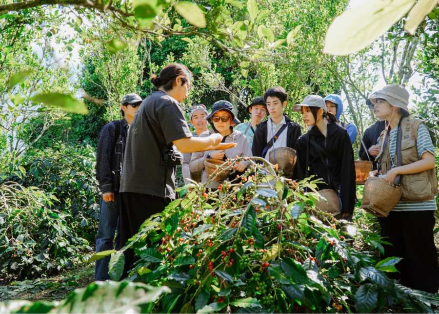 Visitors handpicking ripe coffee cherries during an Eco Bike Coffee farm tour in Kintamani, Bali