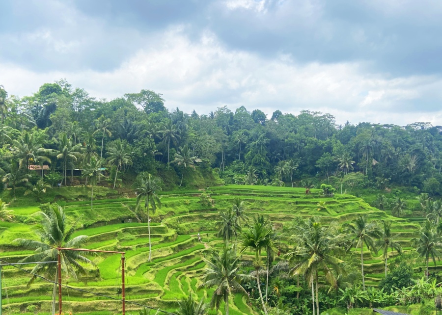 Tegallalang Rice Terraces - a must-visit outdoor attraction in Ubud, Bali, Indonesia