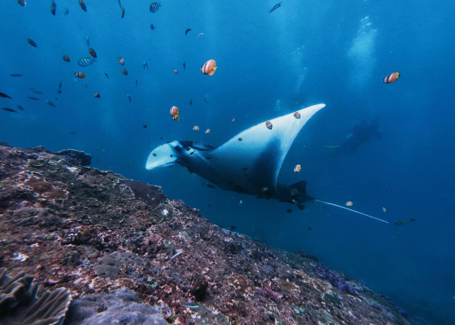 Manta Ray in Nusa Penida