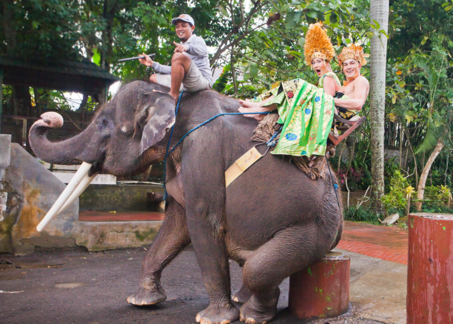 It’s Official: Elephant Rides Are Banned Across Indonesia