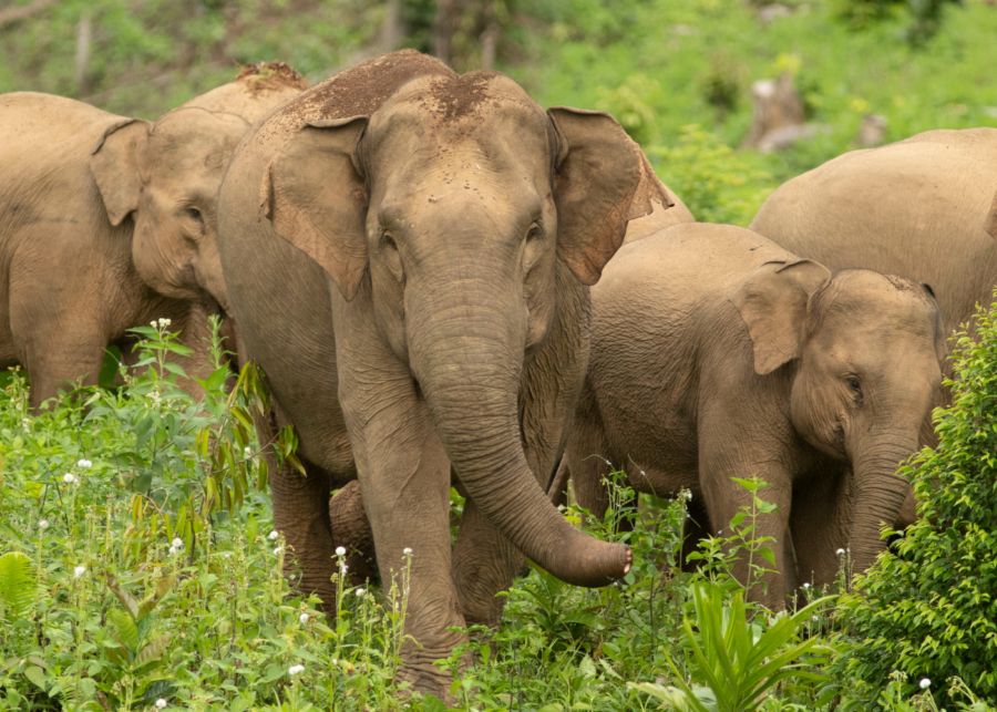 Sumatran Elephants in their natural habitat
