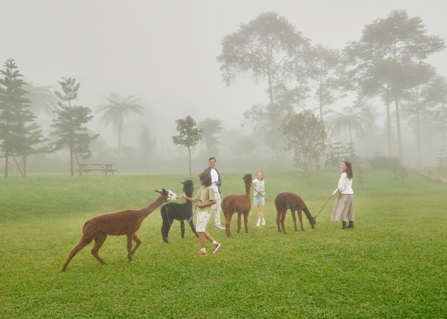 Family feeding alpacas at Bali Farm House in Bedugul
