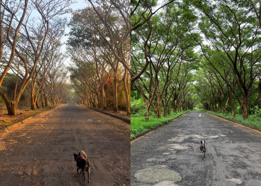 Tree-lined walking track at New Kuta Golf in Pecatu during dry season with fallen leaves and during green season with lush foliage, with dogs walking along the road