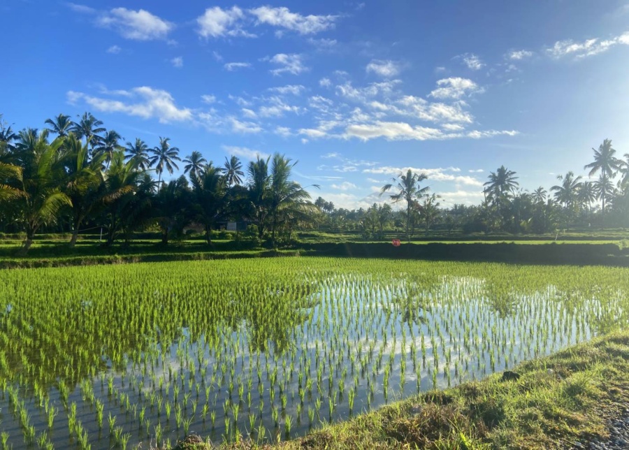 Rice paddies in Tegallalang, Ubud, Bali, Indonesia
