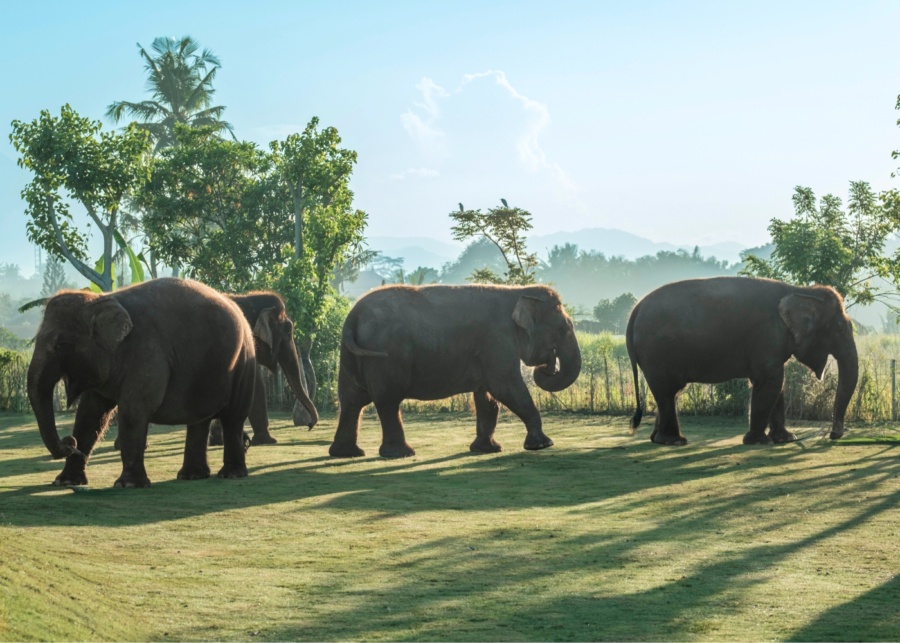Elephants at an open field within Bali Zoo, near Ubud, Indonesia 