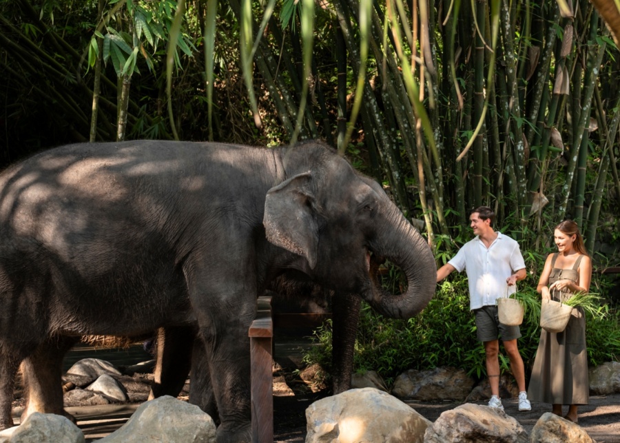 Feeding time as part of the Elephant Explorer programme at Bali Zoo, Indonesia