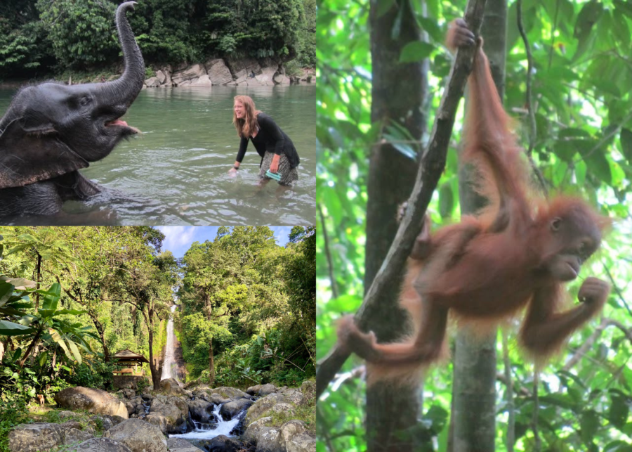 Indonesian jungle