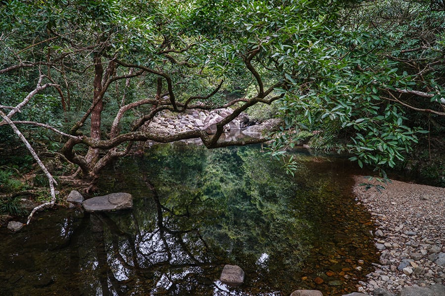 Shing mun reservoir hong kong stream