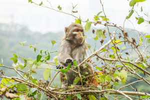 The Shing Mun Reservoir hike in the New Territories will have you sharing the path with monkeys
