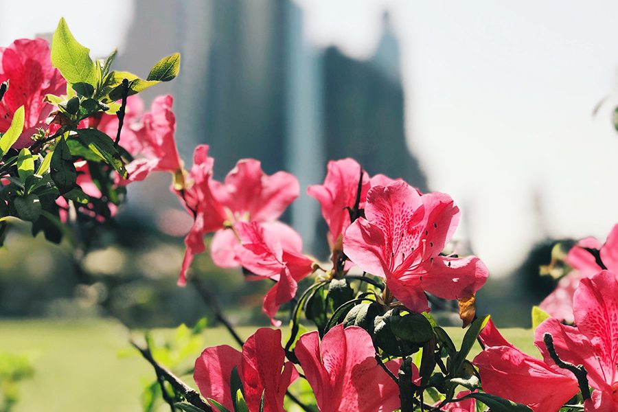 Spring flowers Rhododendron Sun Yat Sen Memorial Park