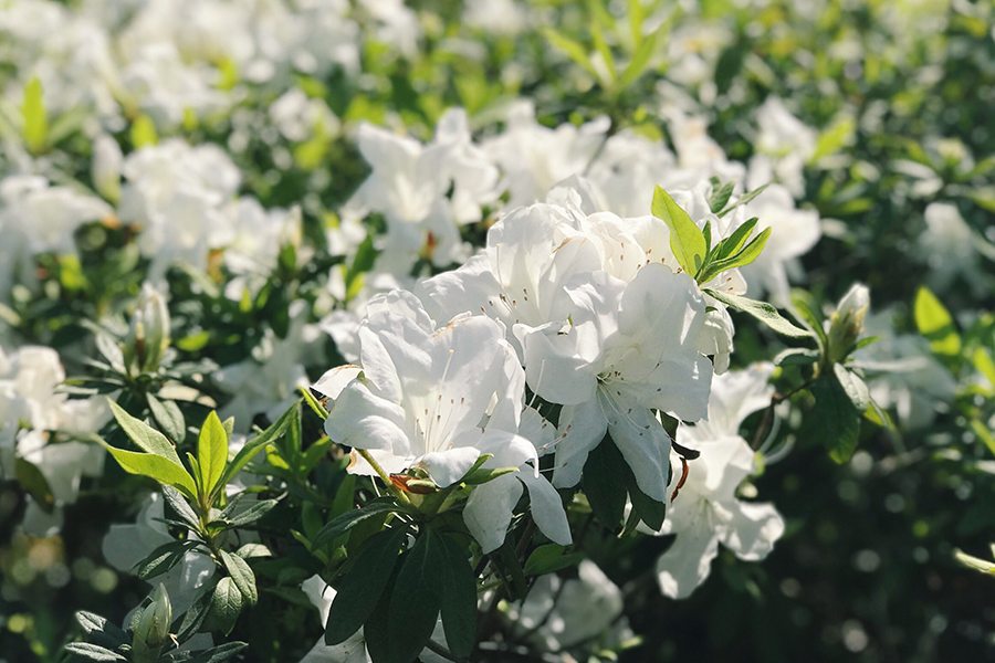 Spring flowers White Rhododendron Sun Yat Sen Memorial Park