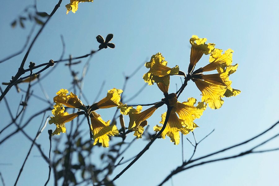 Spring flowers seasonal blossom of Tabebuia Chrysantha Yuen Tsuen Ancient Trail