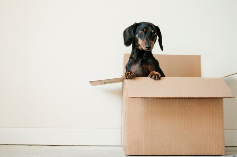 Adopt. Don’t shop! Top animal shelters and rescue organisations in Hong Kong to adopt pets
