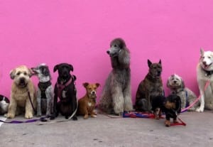 Enjoy time with your pooch! We’re digging these dog-friendly cafés and restaurants in Hong Kong