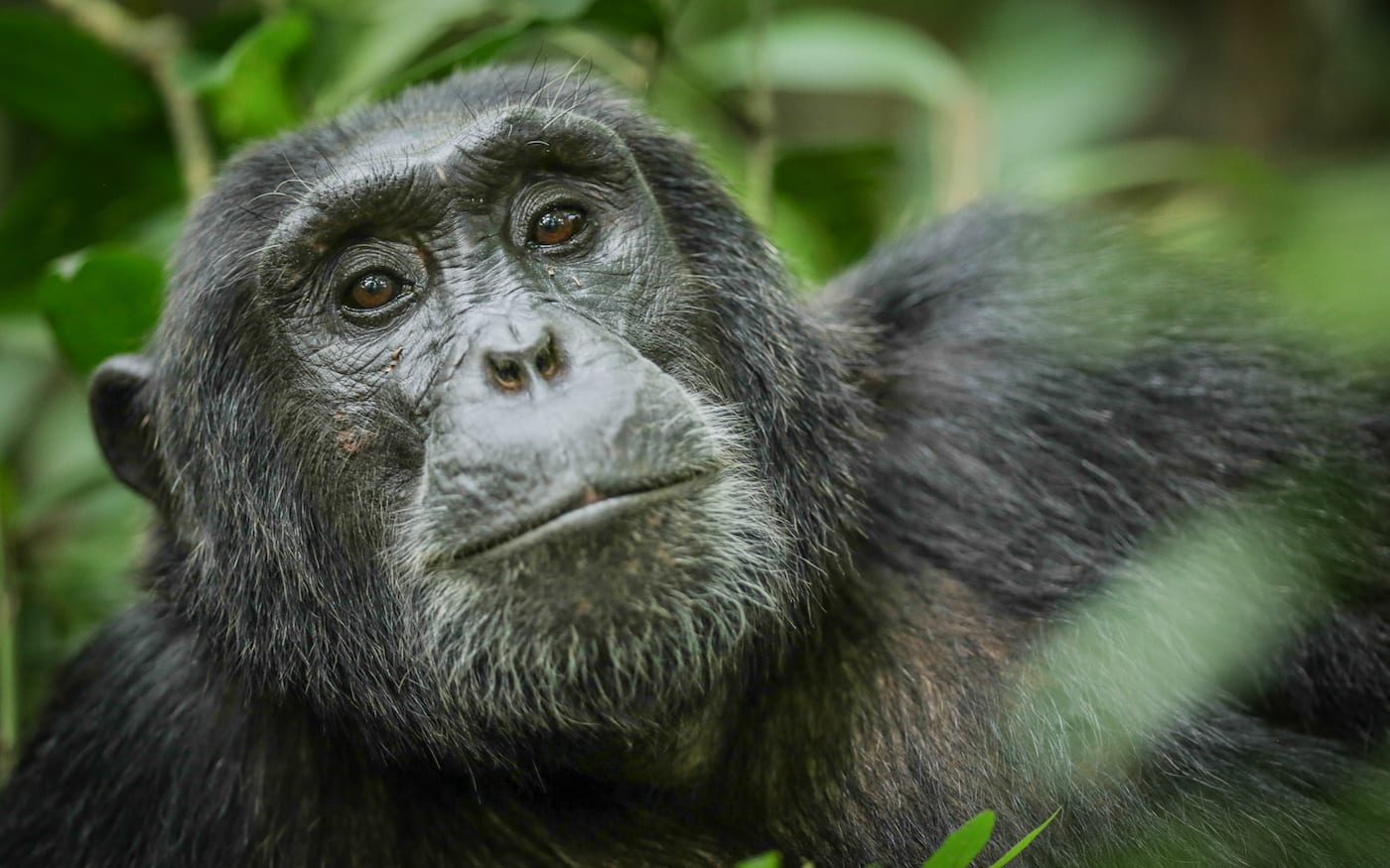 chimp in Uganda | Unique places to visit in Africa