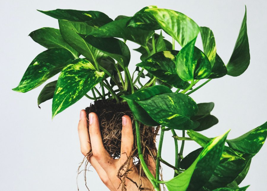 pothos held by someone 