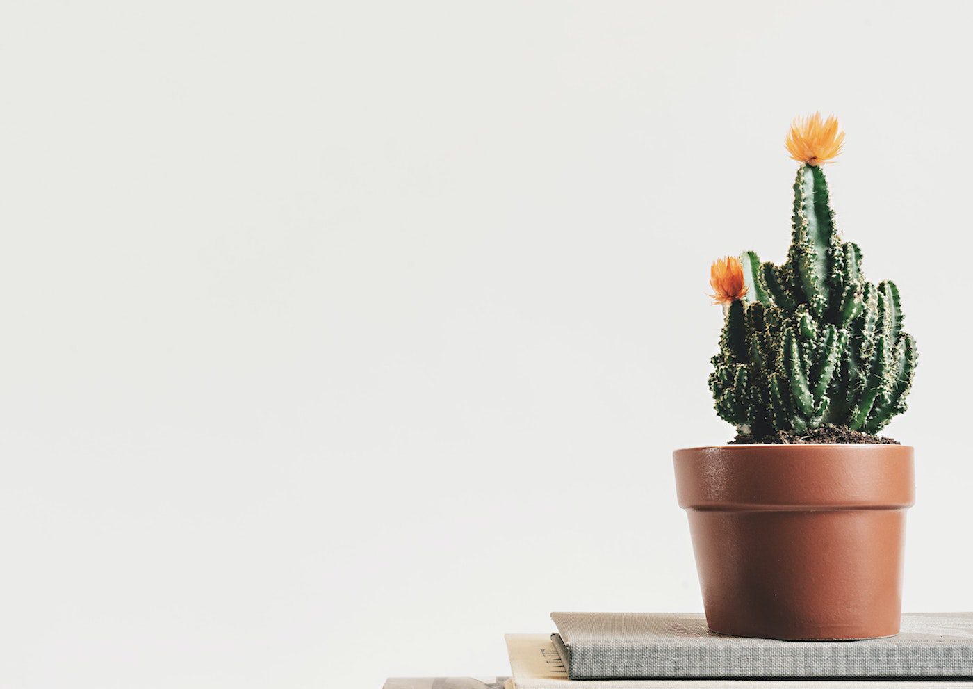 Indoor plants for Hong Kong apartments (that won't die!)