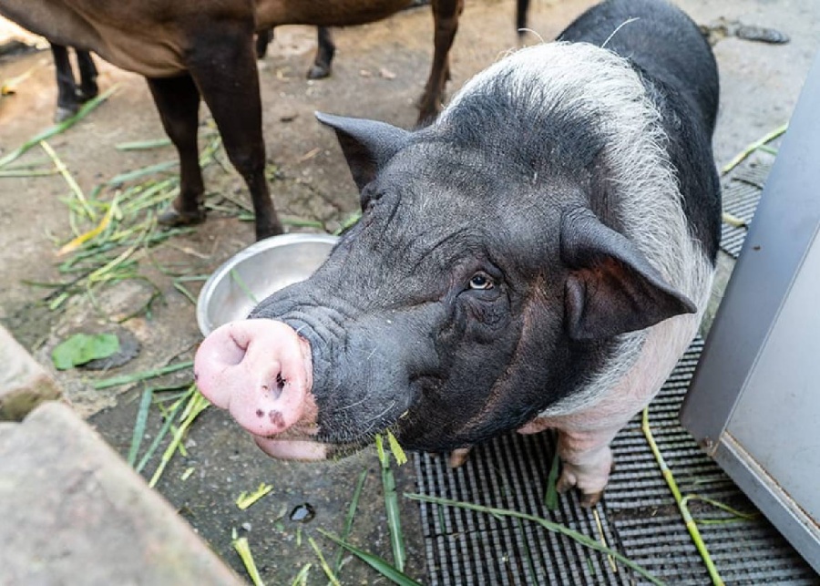 Holiday Farm Sheung Shui nature animals pigs mcmug