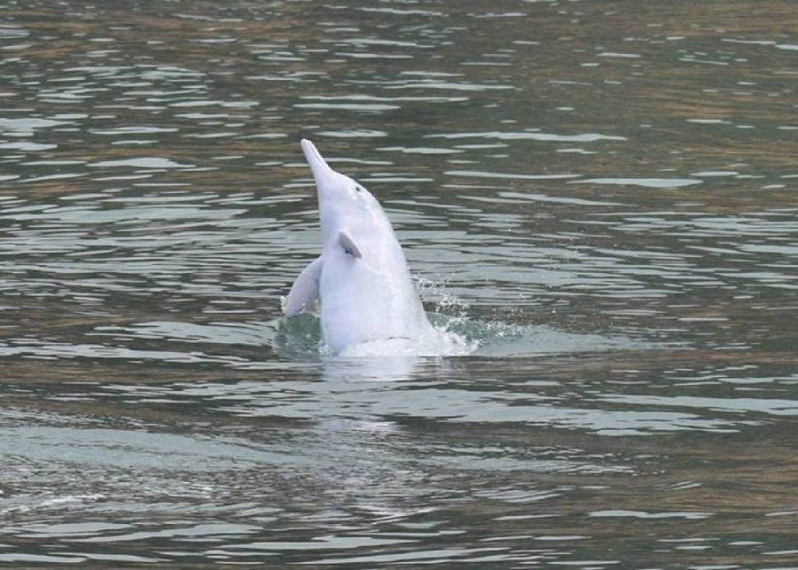 Hong Kong Dolphinwatch activities for kids in Hong Kong