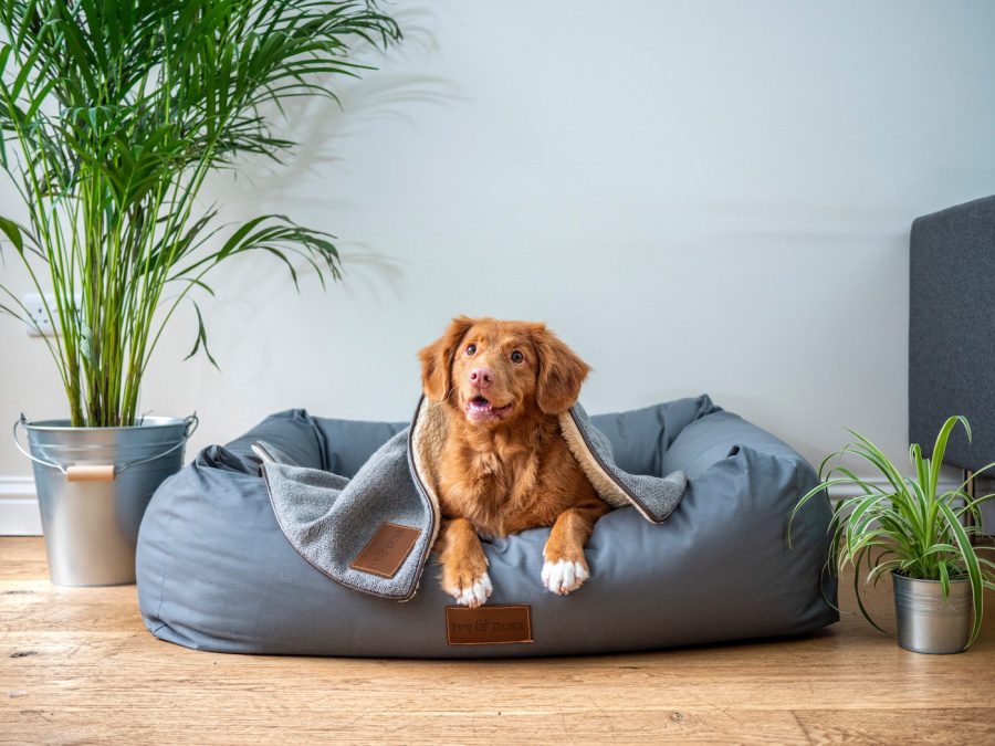 Adopt. Don’t shop! Top animal shelters and rescue organisations in Hong Kong to adopt pets