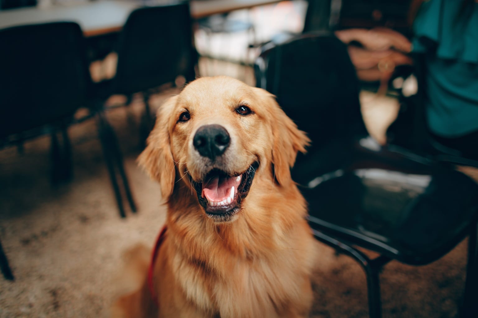 26 dogfriendly cafes in Hong Kong that we love
