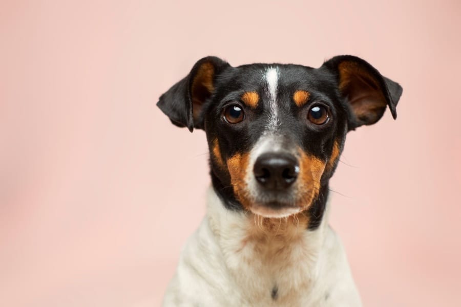 Enjoy time with your pooch! We’re digging these dog-friendly cafés and restaurants in Hong Kong