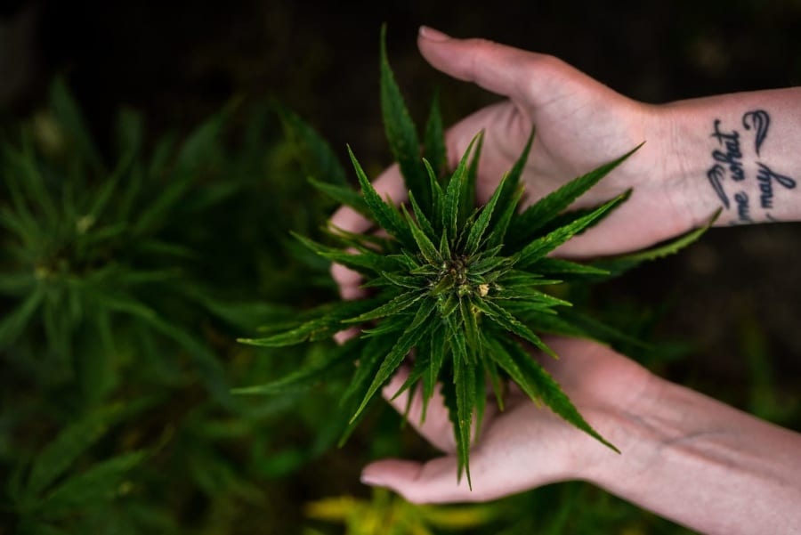 Shop CBD products in Hong Kong: more than just hype