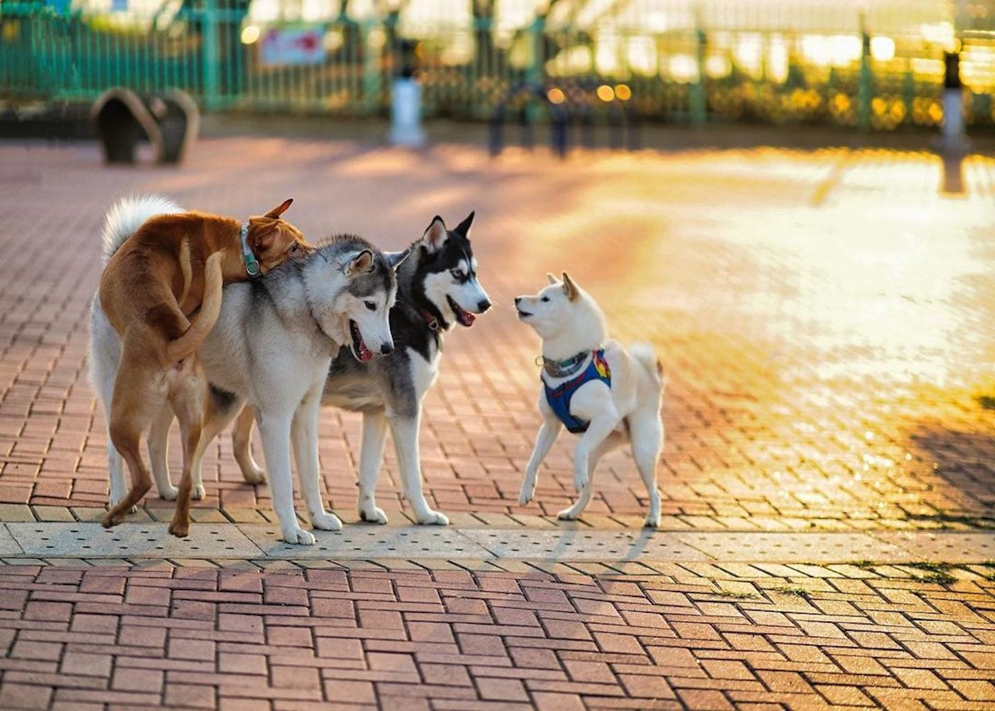 Walk it out at these dog parks in Hong Kong Hong Kong