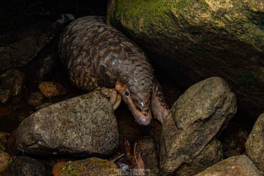 Find these wild animals in Hong Kong | Honeycombers Hong Kong